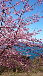 R378の桜