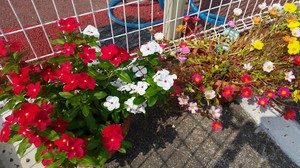 盛夏のＪネットレンタカー徳島店の花達